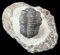 Bargain, Morocops Trilobite Fossil #52955-3